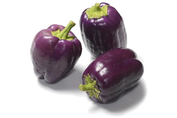 CAPSICUM-PEPPER PURPLE